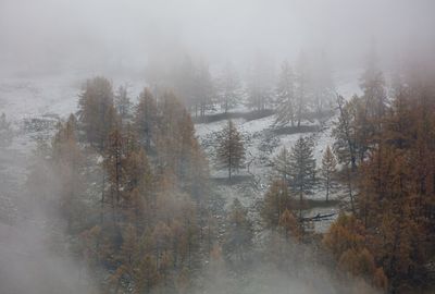 fog