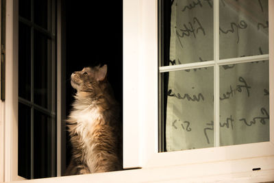 Cat sitting on window sill