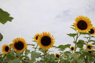 Close-up of yellow sunflower against sky