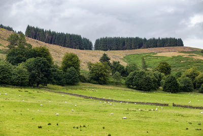 Trees on field against cloudy sky