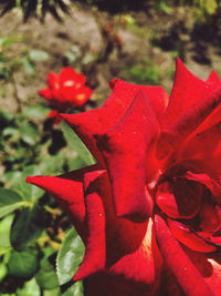 Close-up of red rose flower