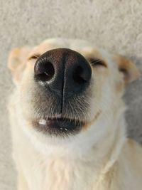 Close-up portrait of dog