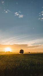 Scenic view of field against sky during sunset