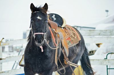 Close-up of horse on snow