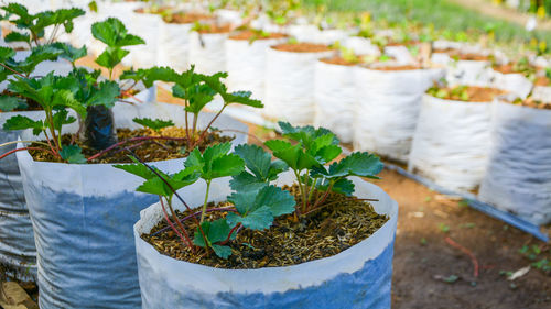Close-up of strawberry plants at farm