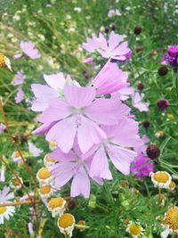 Close-up of flowers blooming outdoors