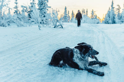 Dog resting on snow field during winter