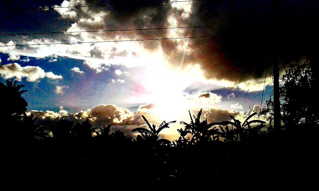 SILHOUETTE TREES AGAINST SKY