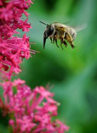 Close-up of bee pollinating on flower