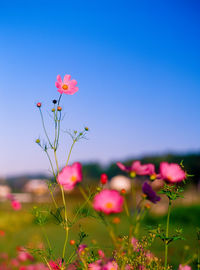 Close-up of pink flowering plants on field against clear blue sky