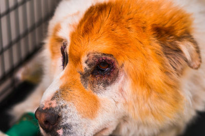 Close-up of a dog looking away