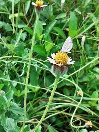 Close-up of insect on flower