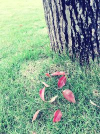 Trees on grassy field