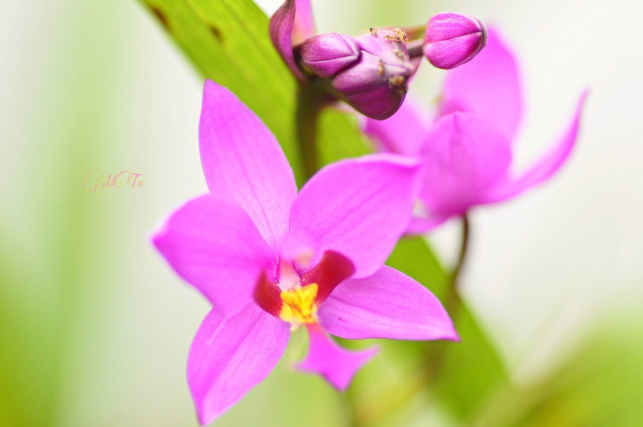 CLOSE-UP OF PINK FLOWER