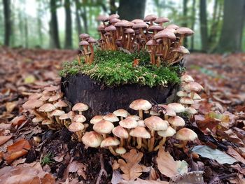 Close-up of mushrooms growing on field