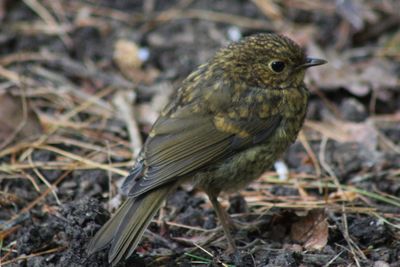 Close-up of bird perching on field