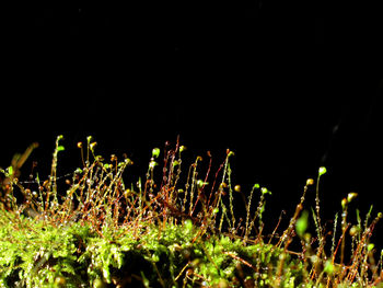 Defocused image of illuminated plants at night