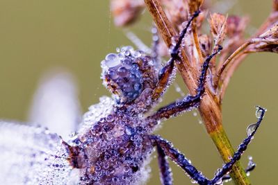Close-up of wet dragonfly on plant
