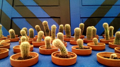 Cactus in row