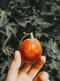 Close-up of hand holding apple