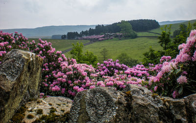 Close-up of pink flowers blooming in park