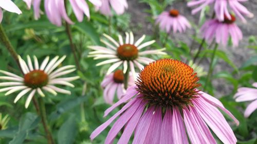 Close-up of purple flowering plants