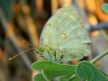 Close-up of butterfly on leaf