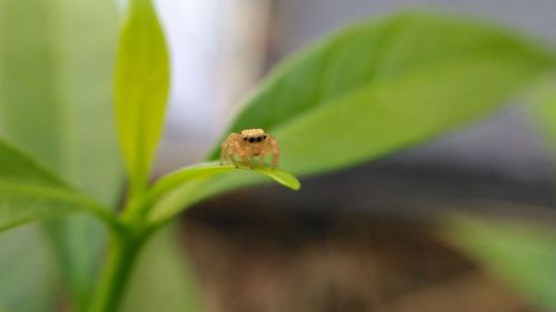 Close-up of ladybug on plant