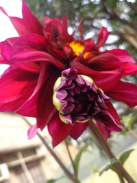 Close-up of flower blooming outdoors