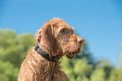 Close-up of a dog looking away