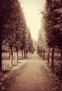 Road passing through forest