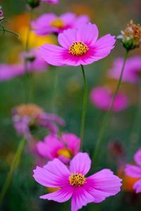 Close-up of pink cosmos flower