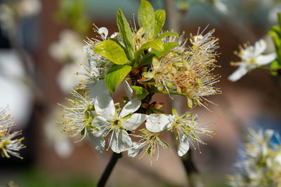Close-up of insect on white flowering plant