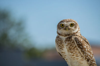 Close-up of owl perching against sky