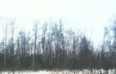 Bare trees on snow covered landscape