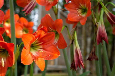 Close-up of red flowering plants