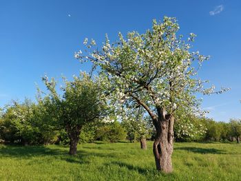 Tree on field against sky