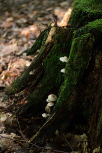 Close-up of mushrooms growing on tree trunk