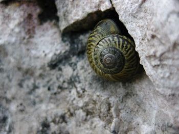 Close-up of snail