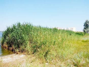 Plants growing on field against clear sky