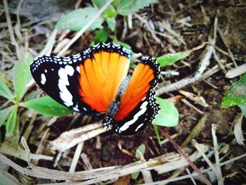 High angle view of butterfly on flower