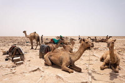 Flock of sheep on sand