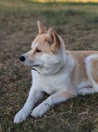 Dog looking away on field