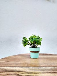 Potted plant on table against wall