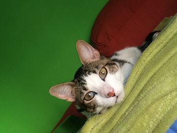 Close-up portrait of cat relaxing on green leaf