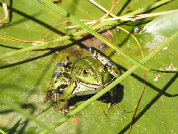 Close-up of frog on leaf