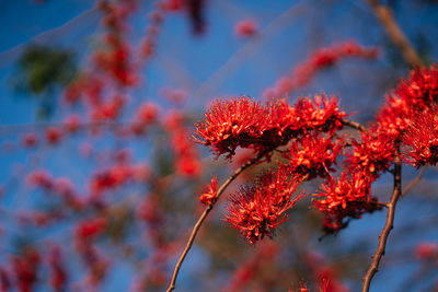 Close-up of red flowering plants during autumn
