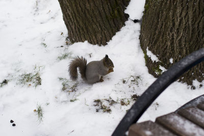 High angle view of squirrel on snow covered field