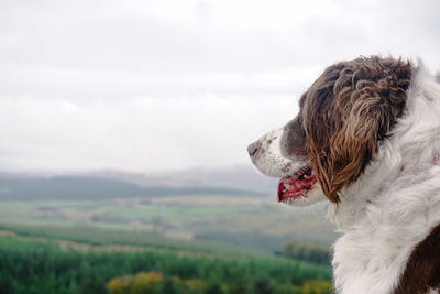 Close-up of dog against sky