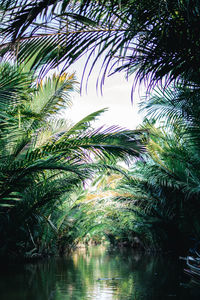 Palm trees by lake against sky